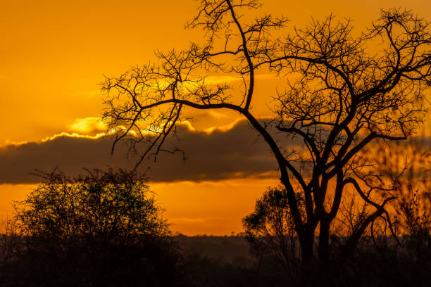 Sonnenuntergang Krüger Park Südafrika / Sundown Kruger Park South Africa /