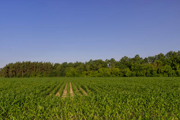 istock a field with green corn foliage in the summer sunset 2176989505