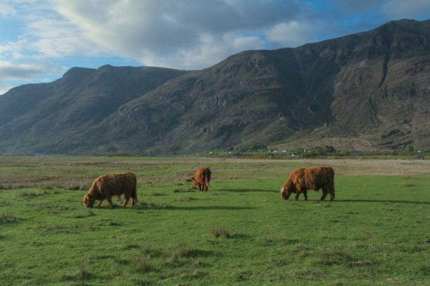 istock cows grazing in the mountains in Scotland, UK 2176990049