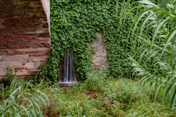 Dense vegetation covering the river and the old stone bridge