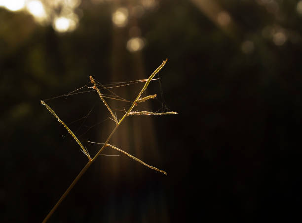 Spider web in morning light in macro with light rays passing through the branches