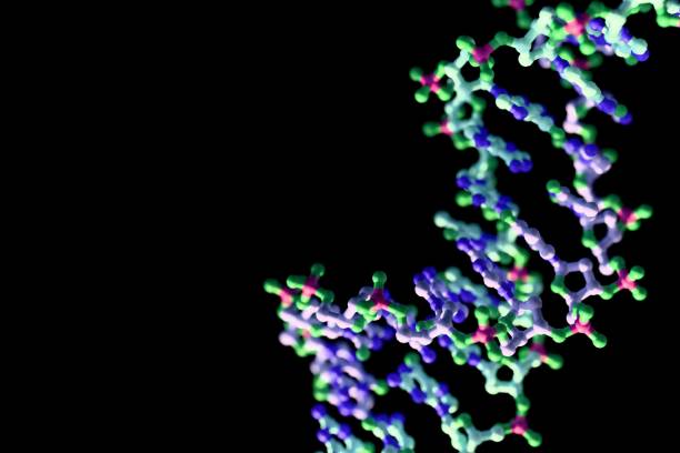 istock Molecular model of ball and stick DNA.　　
（Black background） 2177006810