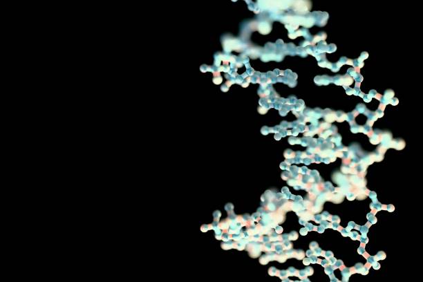istock Molecular model of ball and stick DNA.　
（White） 2177006811