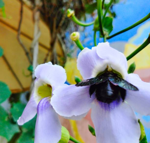 Xylocopa violaceasucking honey thunbergia laurifolia
