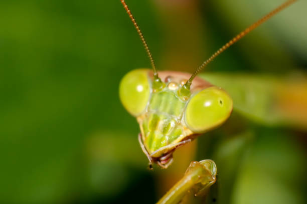 istock close up of green praying mantis face 2177018138