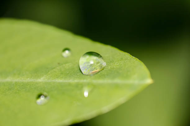 Rain drops fall off the leaf of an philodendron erubescens