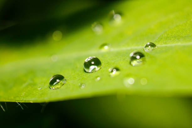 istock Macro shot of water droplets on leaves 2177019032