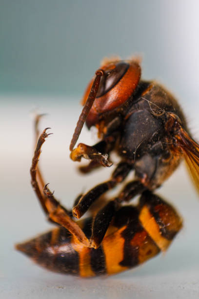 istock close up of dead wasp on white background 2177020845
