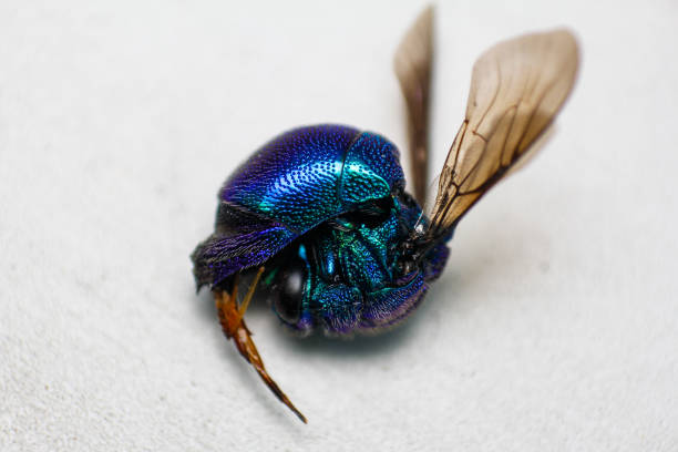 Dead cuckoo wasp isolated on white background