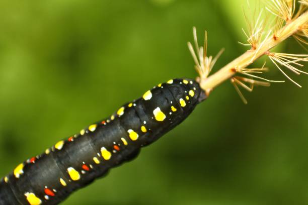 istock beautiful black caterpillar in dry grass 2177021340