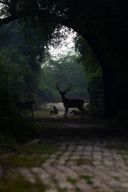 Silhouette of a Spotted Deer in the Forest