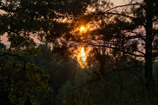 Summer, sunset on the riverbank through the branches of a pine tree.