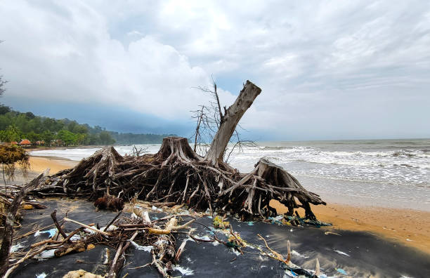 istock A tree stump is currently laying on the beach close to the ocean 2177026265