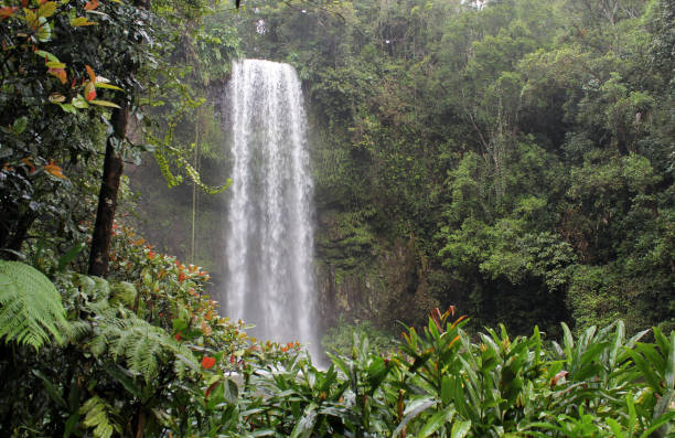 istock Millaa Millaa Falls surrounded by rainforest plants in Far North Queensland, Australia 2177029455