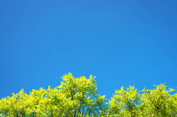 Sunny blue sky with treetops copy space scene