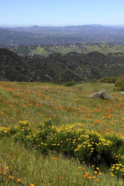 istock Poppies blooming at Mt Diablo State Park, California 2177032264
