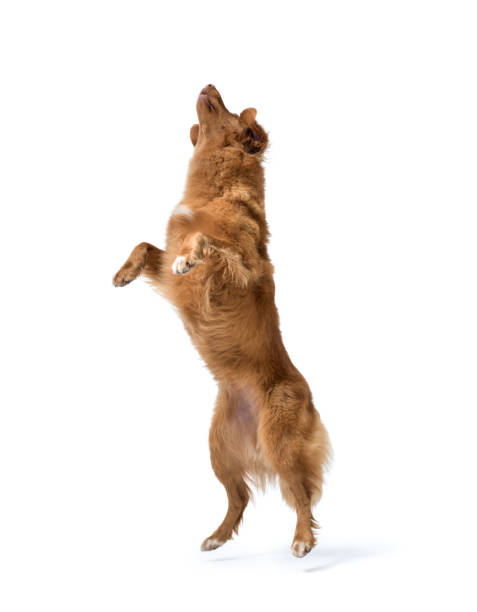 istock Dog jumping and standing on its hind legs 2177034306