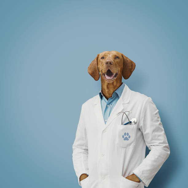 istock Happy veterinarian with a dog head 2177034326