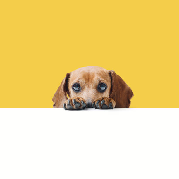 istock Shy dog hiding behind a blank sign 2177034388