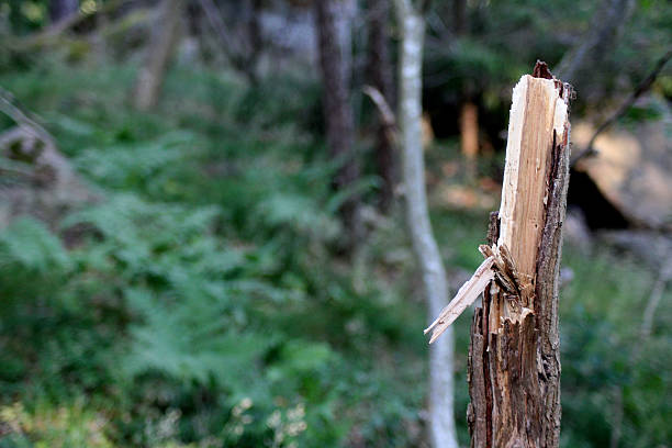 istock A broken small tree in the middle of the forest 2177036029