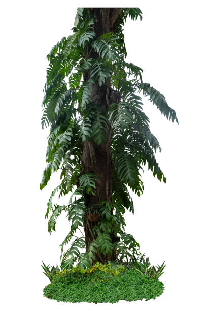 istock Tropical  wild Split-leaf Monstera  nature plant floral rain forest plant. 2177036624