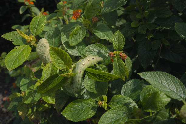 Horned Caterpillar - Mimicking a Snake - Tersa Sphinx Moth - Bush - Flowers - Wide Angle Macro - Side