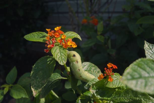 Horned Caterpillar - Mimicking a Snake - Tersa Sphinx Moth - Bush - Flowers - Wide Angle Macro - Side