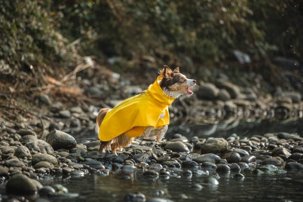 istock Dog wearing yellow pet raincoat playing by the river 2177038587
