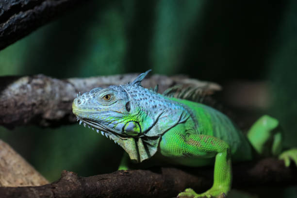 istock Green iguana portrait 2177040600