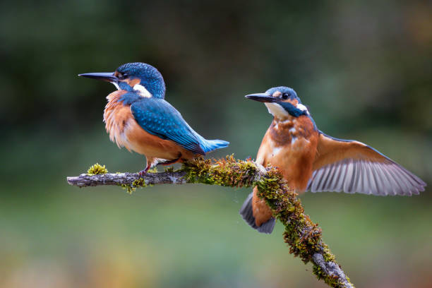Proud kingfisher on a branch with moss gets a visit from a second kingfisher