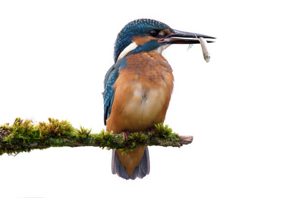 hite-throated Kingfisher