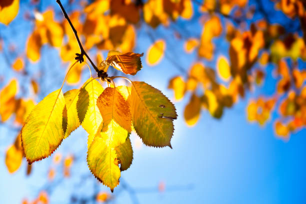 istock Golden glowing autumn leaves against blue sky 2177041303