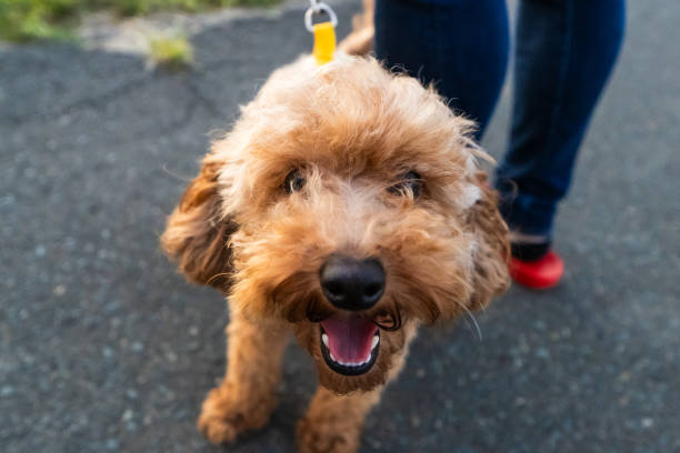 istock A happy dog walk in the countryside 2177041338