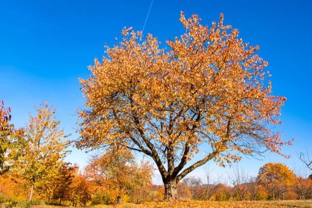 Beautiful fall foliage tree in a field backlit by the sun, blue sky,  sunny day, autum scenery.