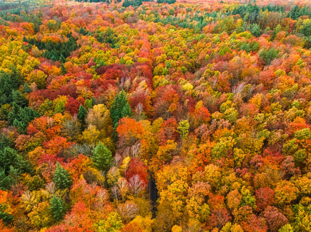 istock Autumn in the forest divided with black asphalt road. 2177042692