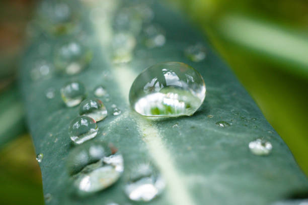 Macro Water Droplets Plants Leaves Bubbles
