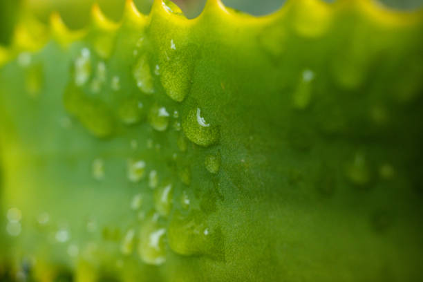 Macro Water Droplets Plants Leaves Bubbles