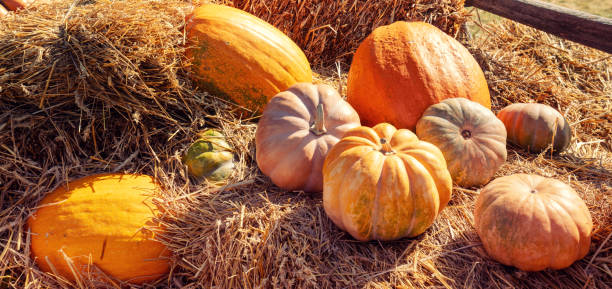 istock Pumpkins on the hay. Autumn background 2177044305