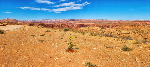 Sunflower in Arizona desert
