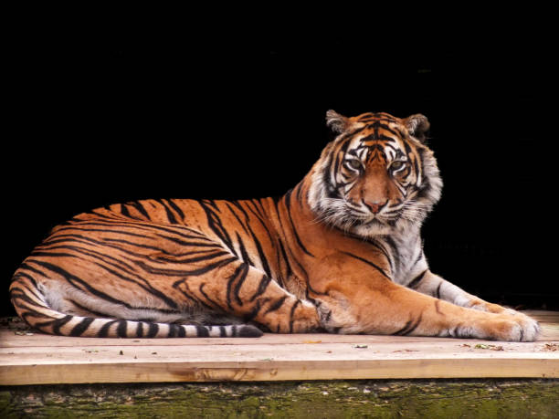 istock Bengal Tiger close-up at rest with blank background. 2177044951