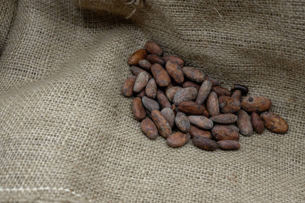 istock Cocoa beans on the environmentally friendly jute background. 2177045890