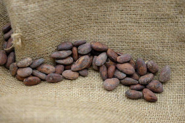 istock Cocoa beans on the environmentally friendly jute background. 2177045892