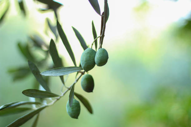istock Olives on the tree branch. Close up and selective focus. 2177045959