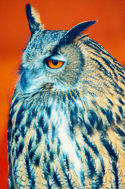 istock eagle owl perches sideways on orange background like its eyes 2177046827