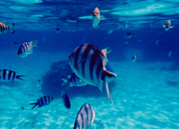 istock Tropical fish seen while snorkeling in Bora Bora lagoon 2177047000
