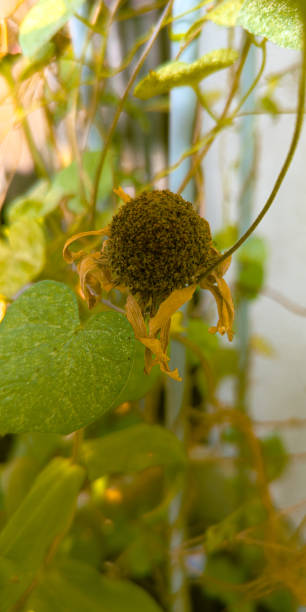 istock Withering Japanese Zinnia Flower 2177048146