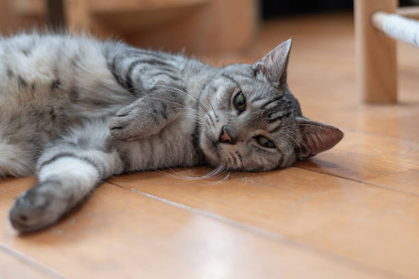 istock The gaze of a lying cat 2177049392