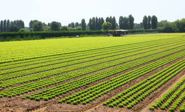 istock fresh field of lettuce heads grown through intensive cultivation using only organic fertilizers without chemical fungicides 2177050538