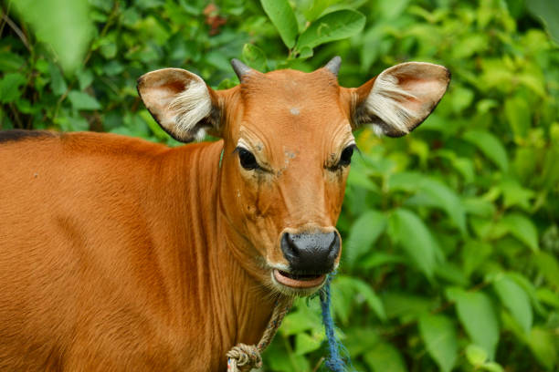 istock several Balinese cows were eating grass 2177050610