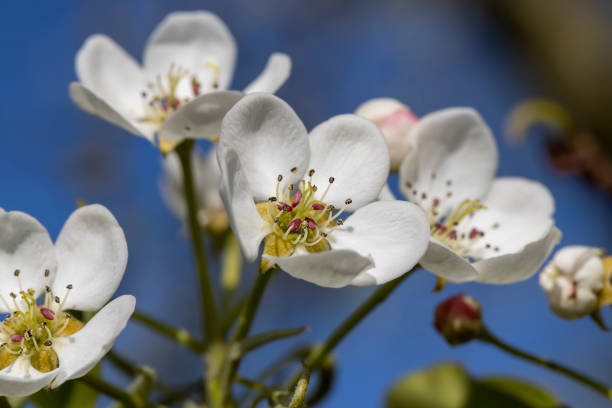 a pear in May against a sky, sunny weather in an orchard with pear tree